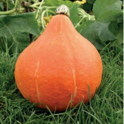 Dynia Potimarron F1 1000 nasion EliSem st